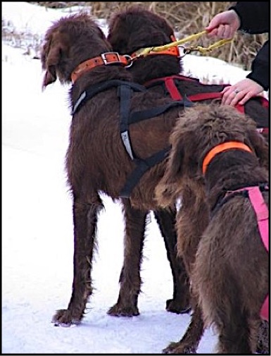 how often should you walk your pudelpointer puppy