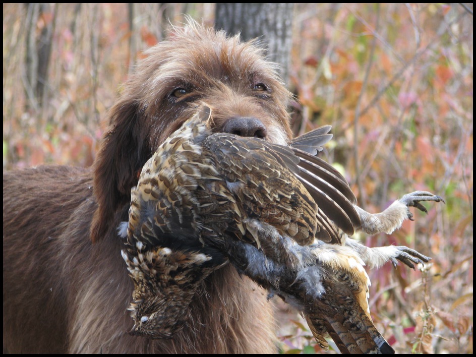 Rock best sale creek pudelpointer